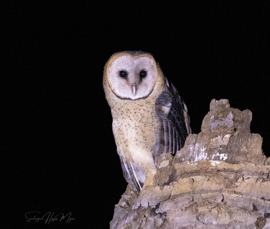 American Barn Owl - Santiago Hoyos mejia