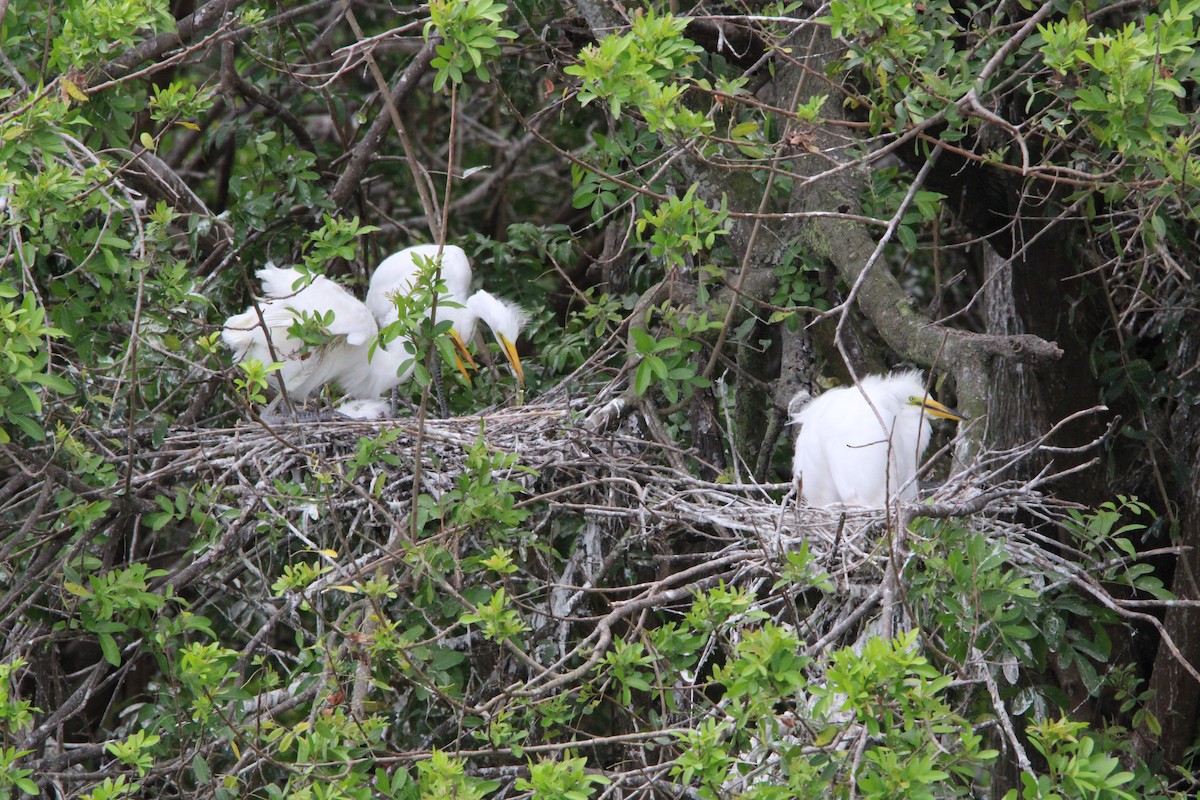 Great Egret - Fritz (Boch) Hoeflein