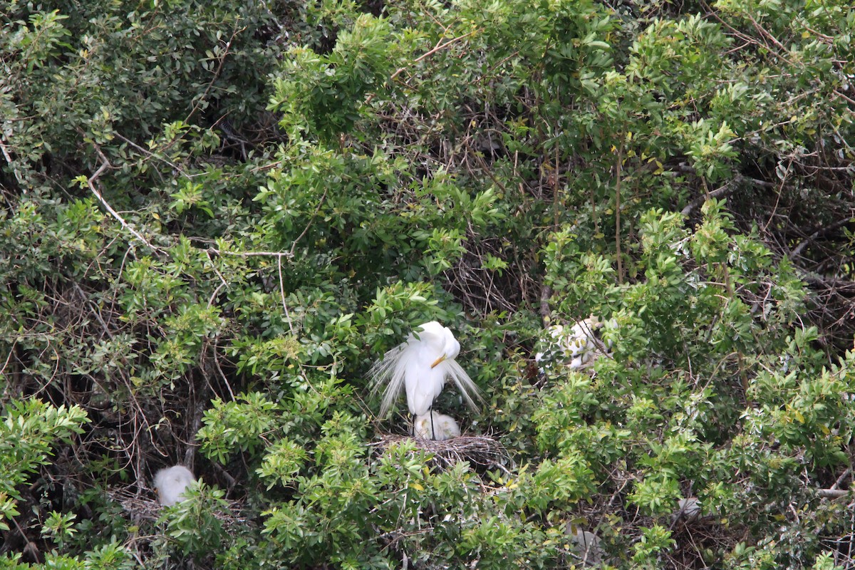 Great Egret - Fritz (Boch) Hoeflein