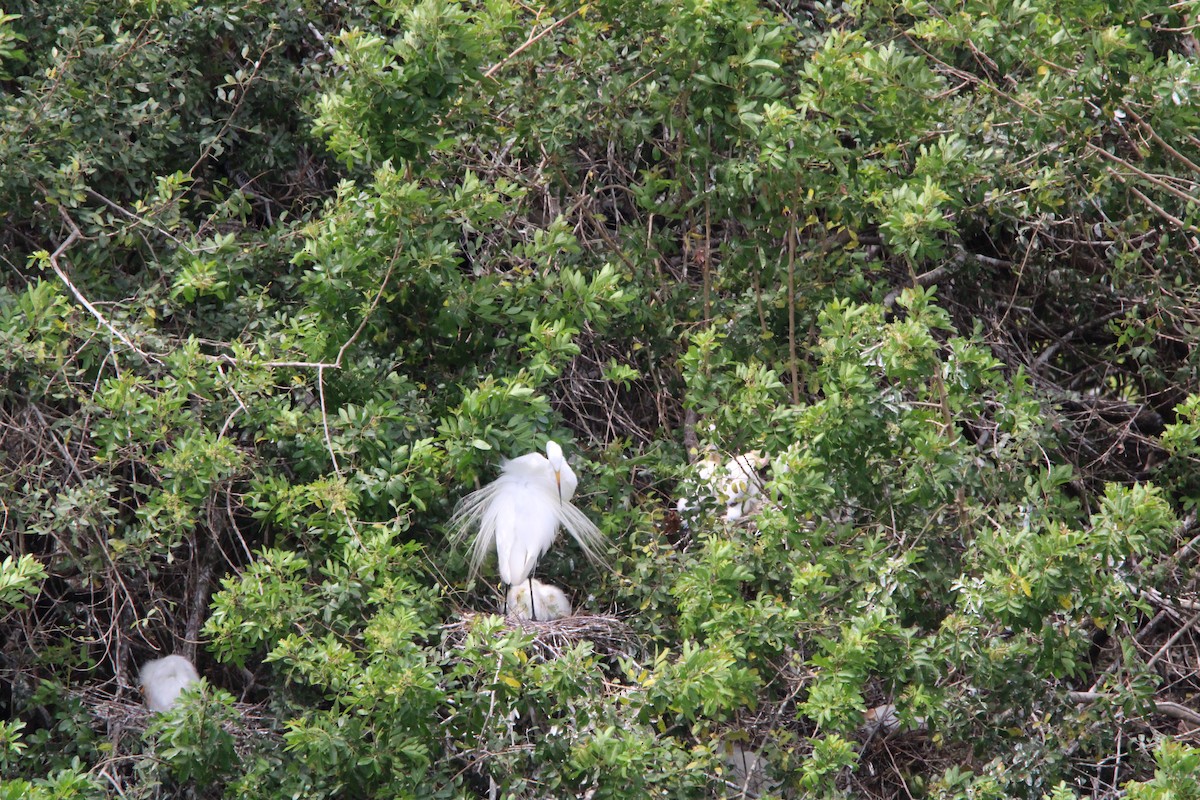 Great Egret - Fritz (Boch) Hoeflein