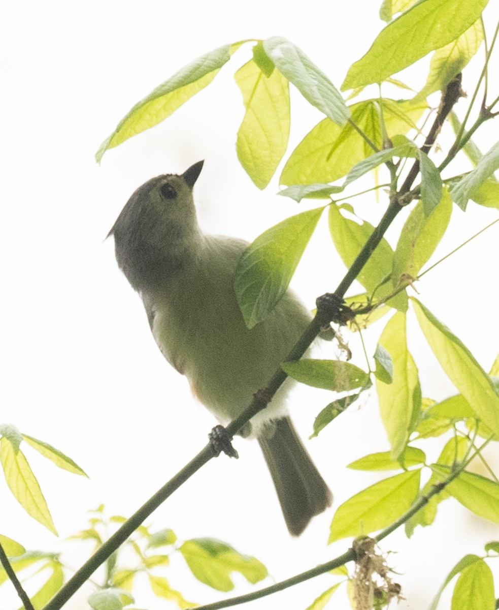 Tufted Titmouse - Lynn Chapman