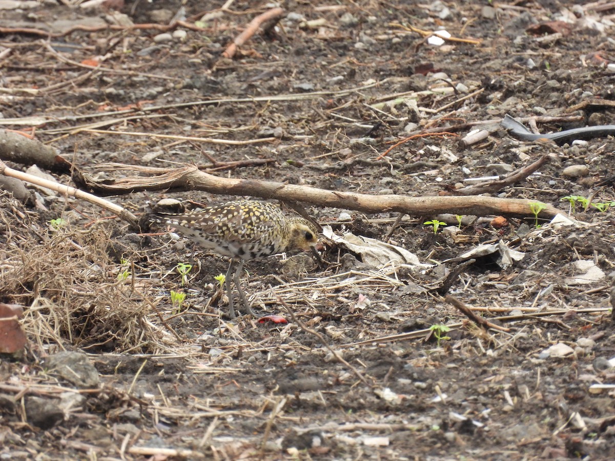 Pacific Golden-Plover - 虹樺 陳