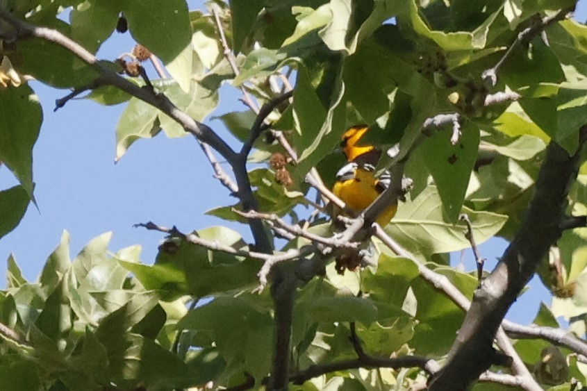 Bullock's Oriole - Margaret Brown