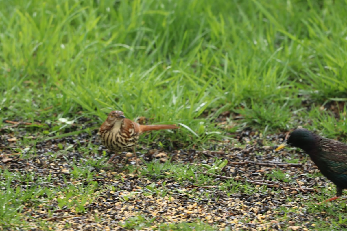 Brown Thrasher - Charlotte Croshaw