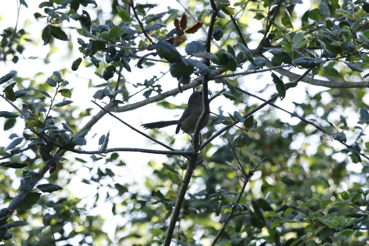 Wrentit - Margaret Brown