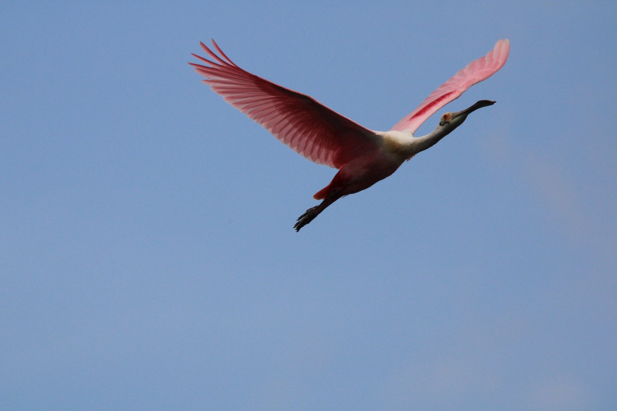 Roseate Spoonbill - Fritz (Boch) Hoeflein