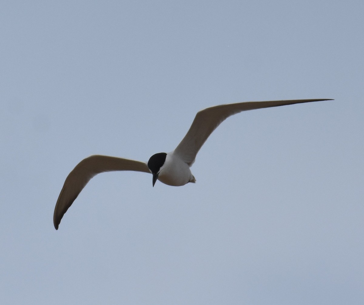 Gull-billed Tern - Joe MDO