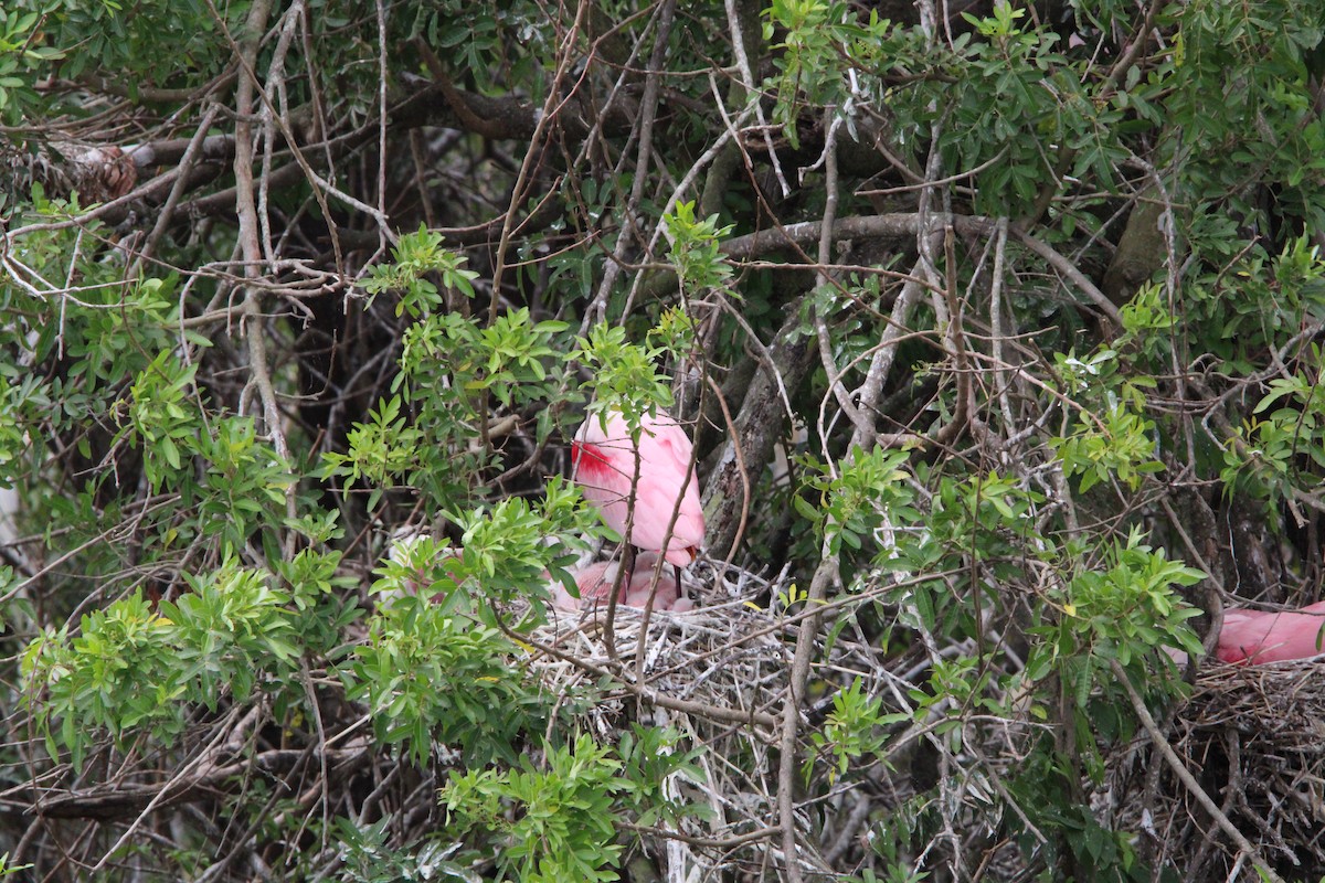 Roseate Spoonbill - Fritz (Boch) Hoeflein