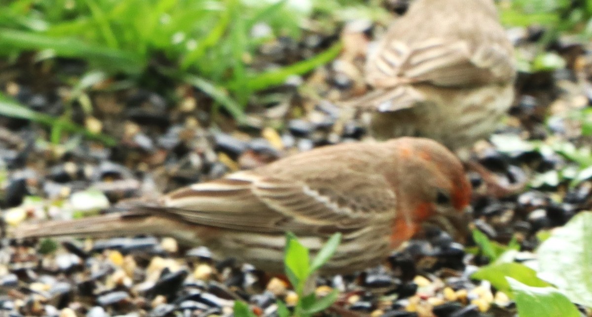 House Finch - Charlotte Croshaw