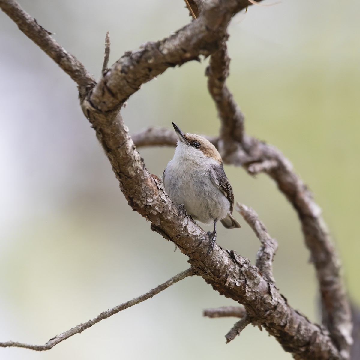 Brown-headed Nuthatch - Hal Moran