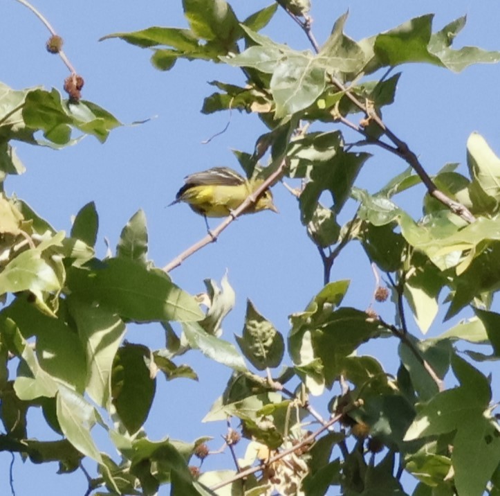 vireo sp. - Margaret Brown