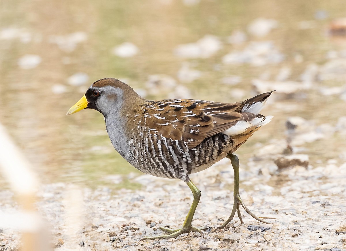 Sora - Robert Bochenek