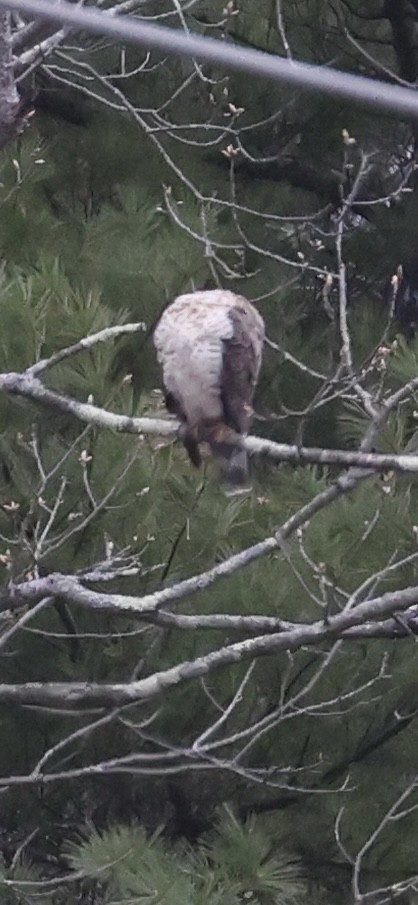 Broad-winged Hawk - Lynn Pelland