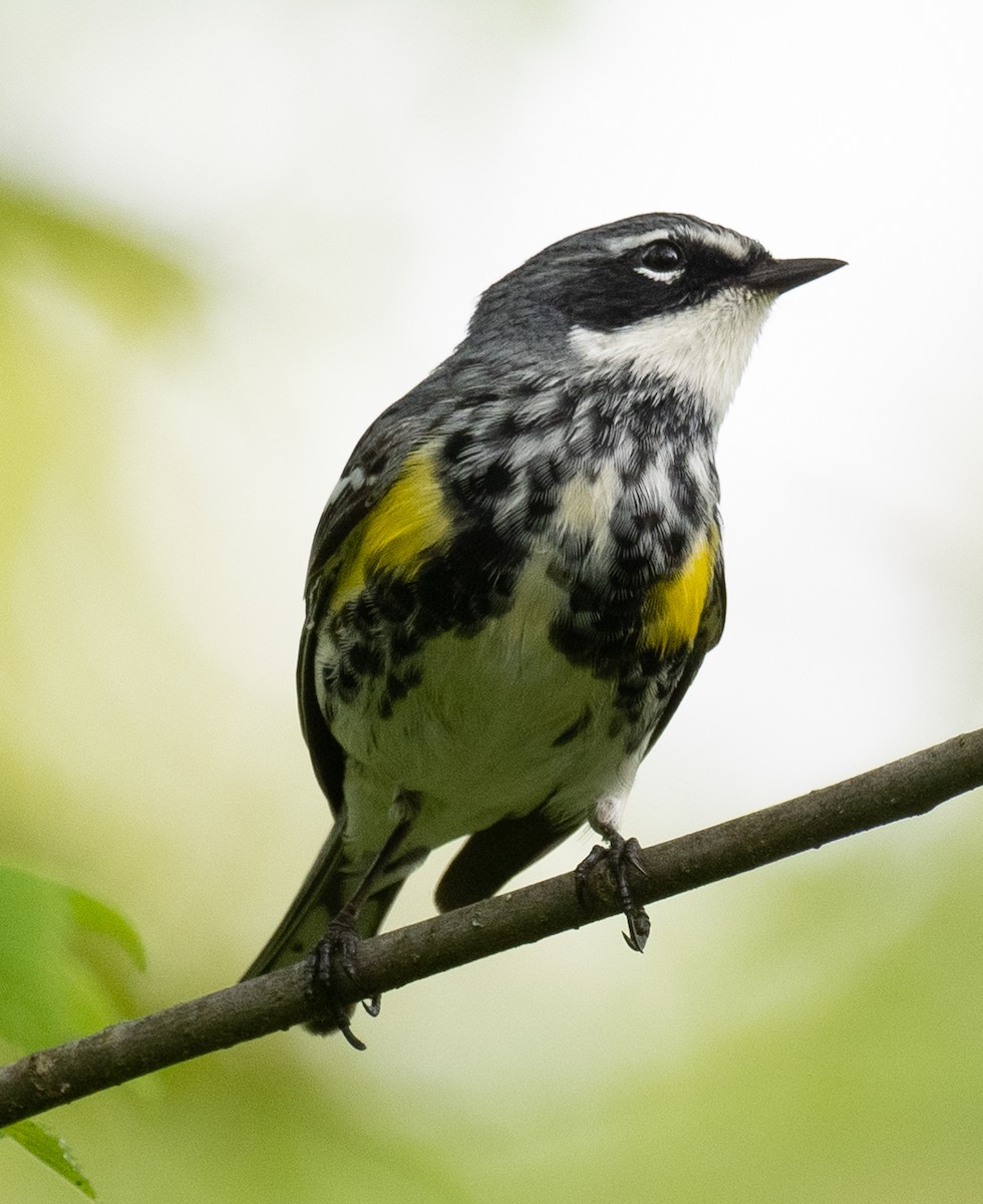 Yellow-rumped Warbler - Lynn Chapman