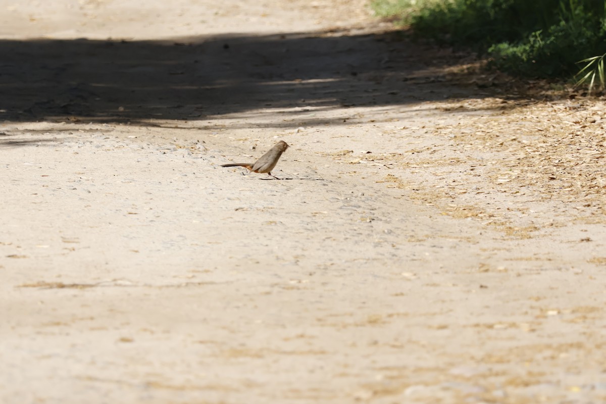 California Towhee - Margaret Brown