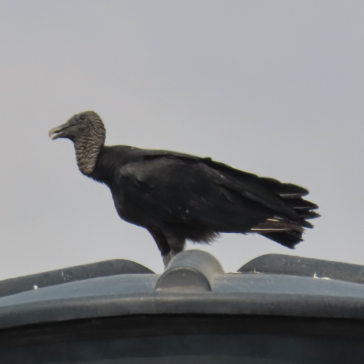 Black Vulture - Israel Toloza Pérez