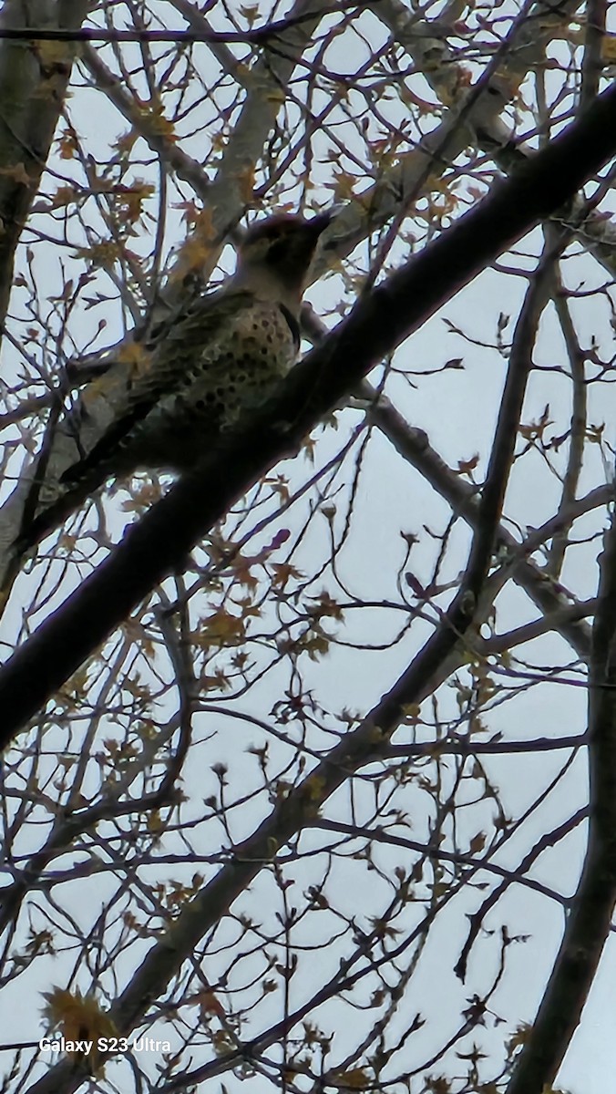 Northern Flicker - Jean-Robert Massé