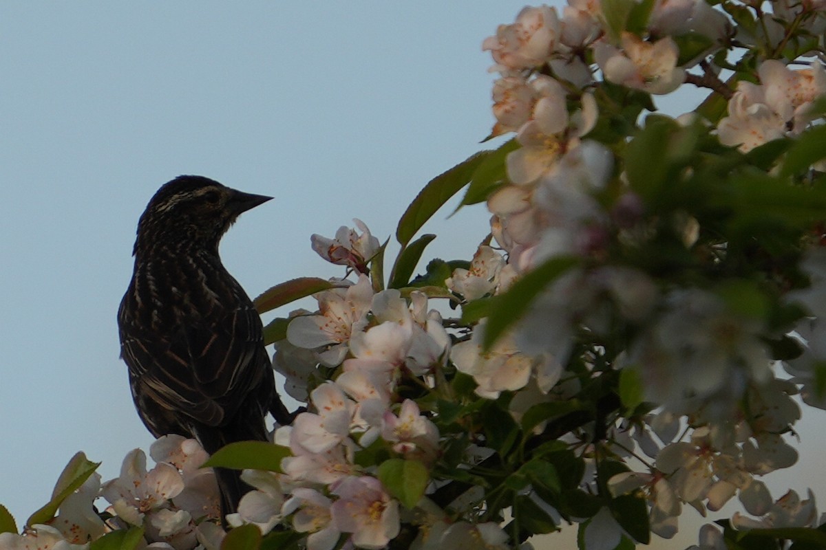 Red-winged Blackbird - Emily Mackevicius