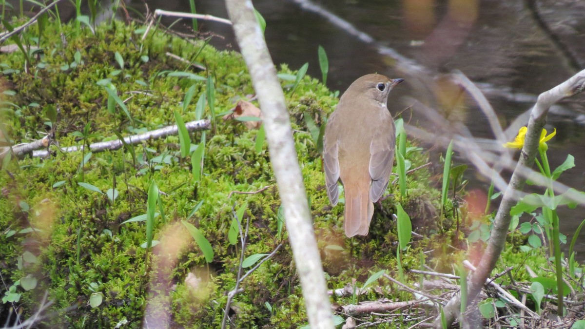 Hermit Thrush - Janet Weisner