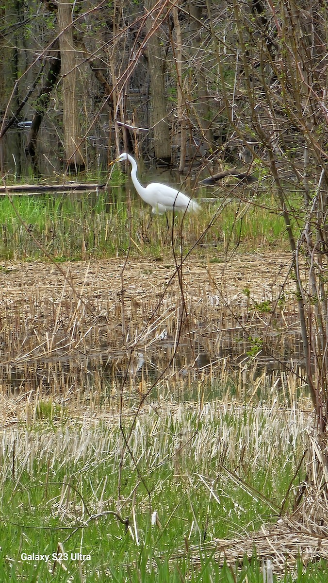 Great Egret - Jean-Robert Massé