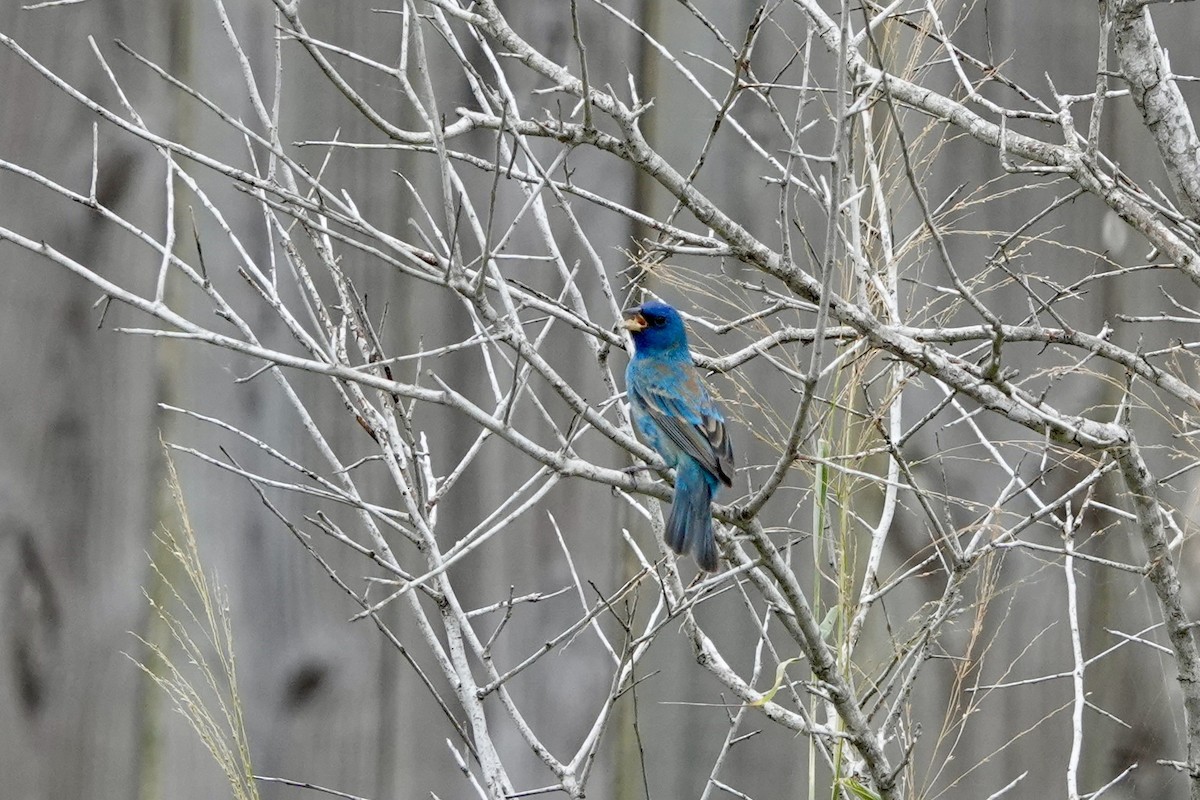 Indigo Bunting - Kenna Sue Trickey