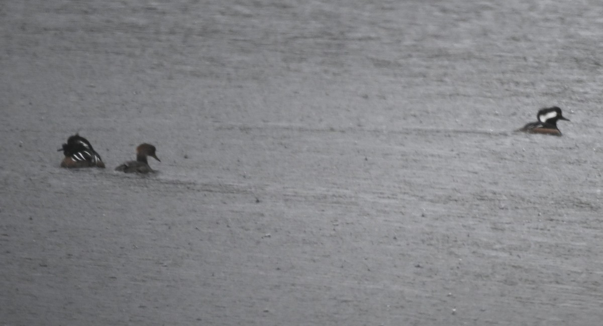 Hooded Merganser - Damian Vraniak