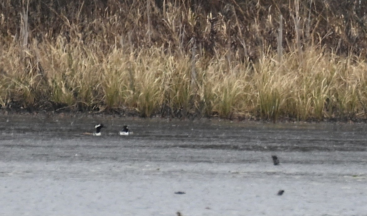 Hooded Merganser - Damian Vraniak