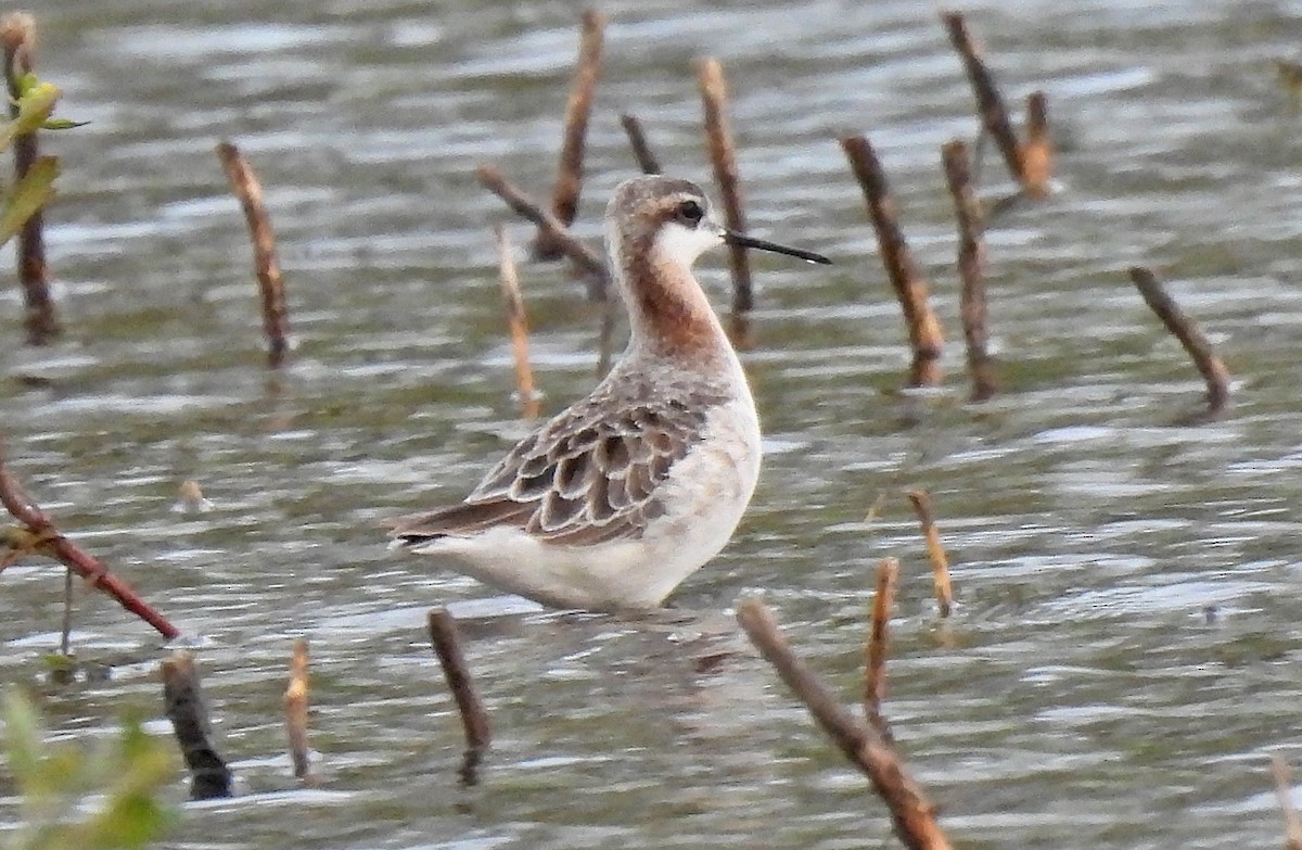 Wilson's Phalarope - Tracy W  🐦