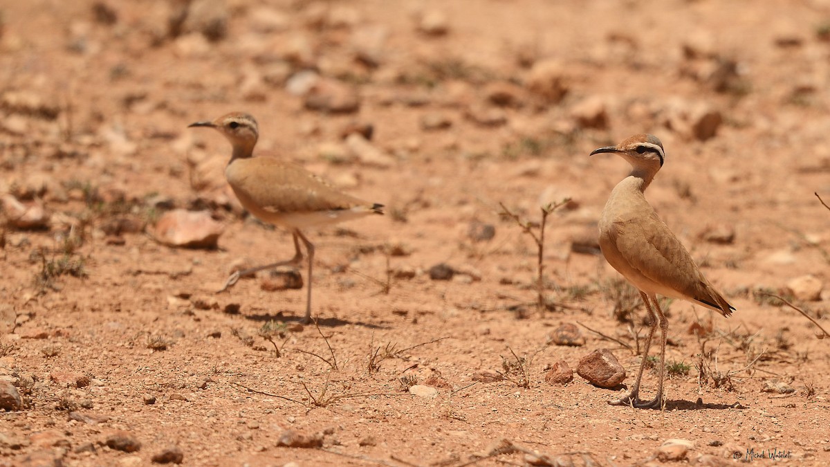 Somali Courser - ML618145451