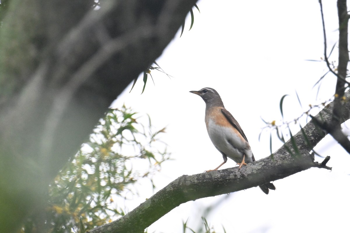 Eyebrowed Thrush - Ting-Wei (廷維) HUNG (洪)