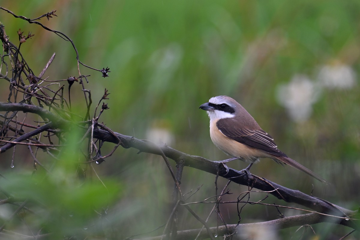 Brown Shrike - ML618145492