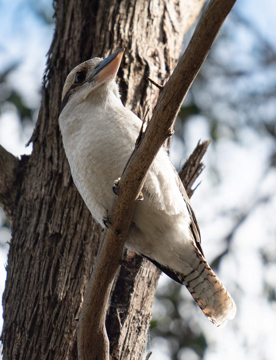 Laughing Kookaburra - Tania Splawa-Neyman