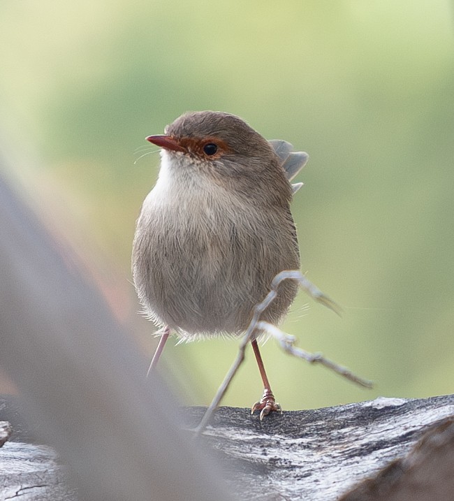 Superb Fairywren - Tania Splawa-Neyman