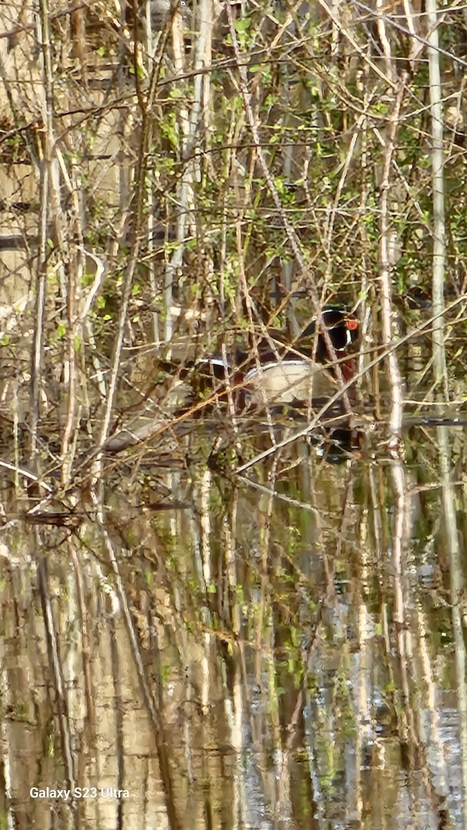 Wood Duck - Jean-Robert Massé