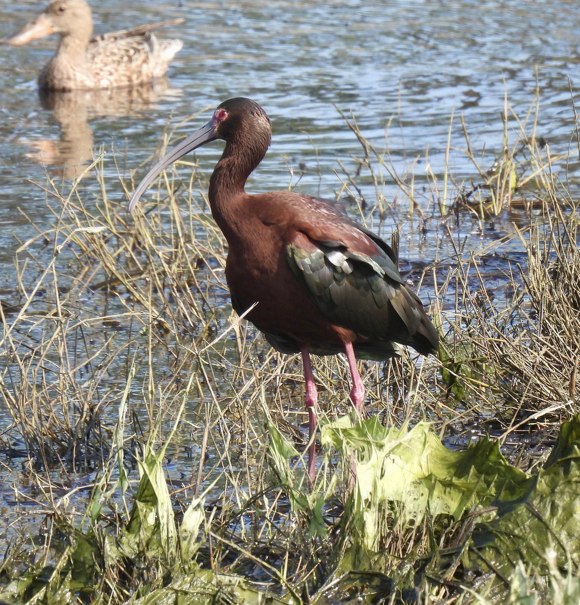 ibis americký - ML618145507