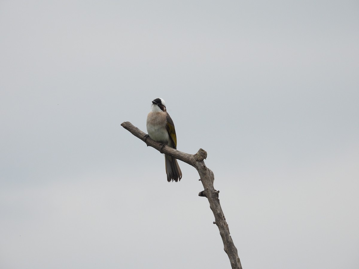 Light-vented Bulbul - 虹樺 陳