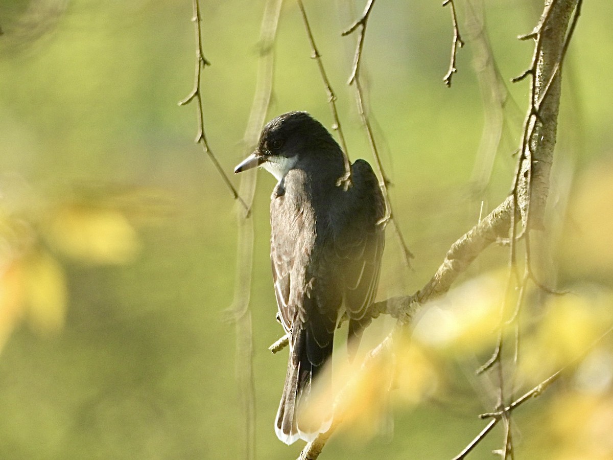 Eastern Kingbird - Kate Byrne