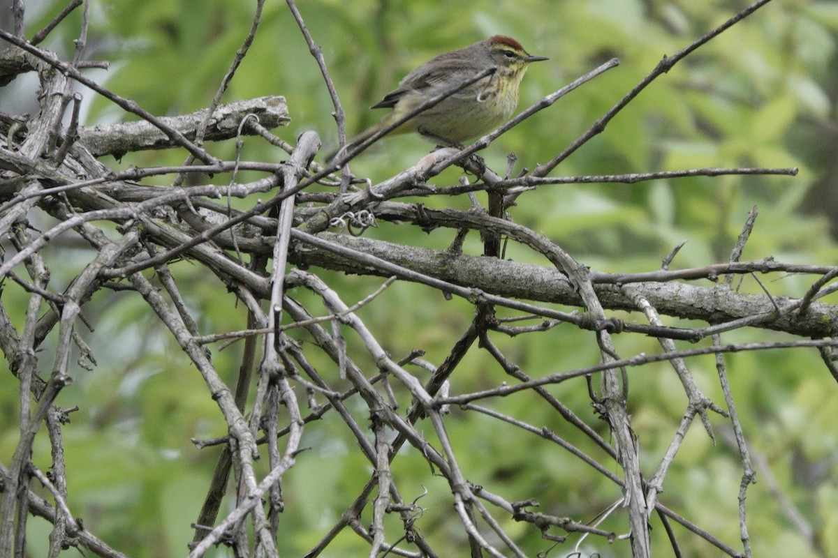 Palm Warbler - Yi-Ying Lee