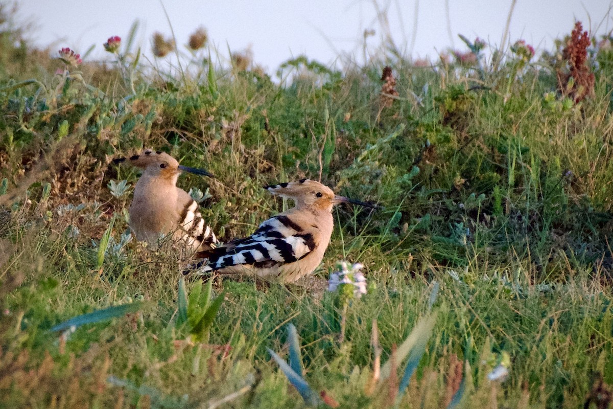 Eurasian Hoopoe - Clay Wade II