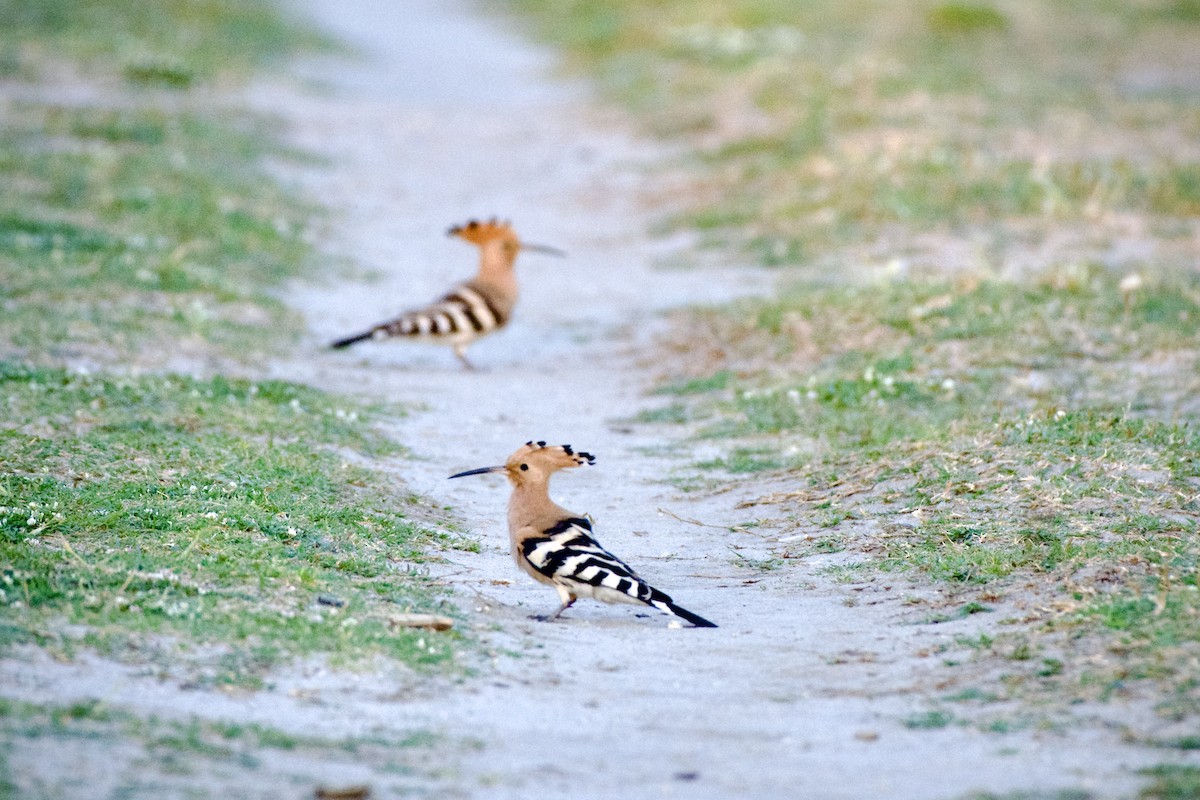 Eurasian Hoopoe - Clay Wade II