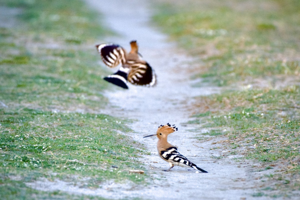 Eurasian Hoopoe - Clay Wade II