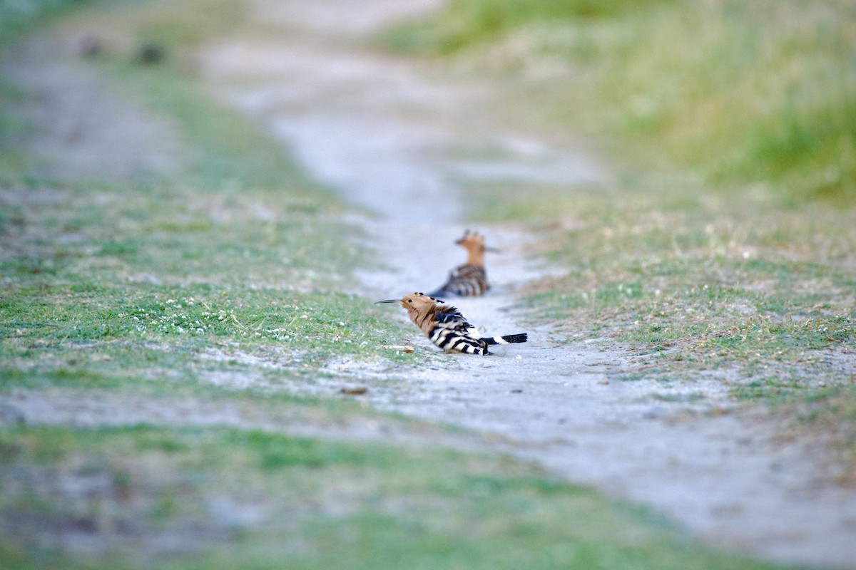 Eurasian Hoopoe - Clay Wade II