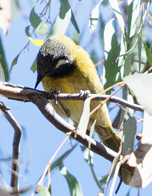 White-eared Honeyeater - Tania Splawa-Neyman