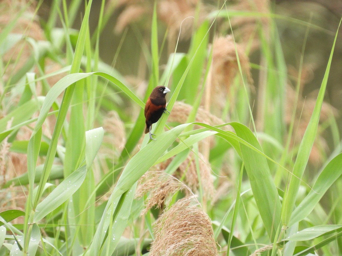 Chestnut Munia - 虹樺 陳