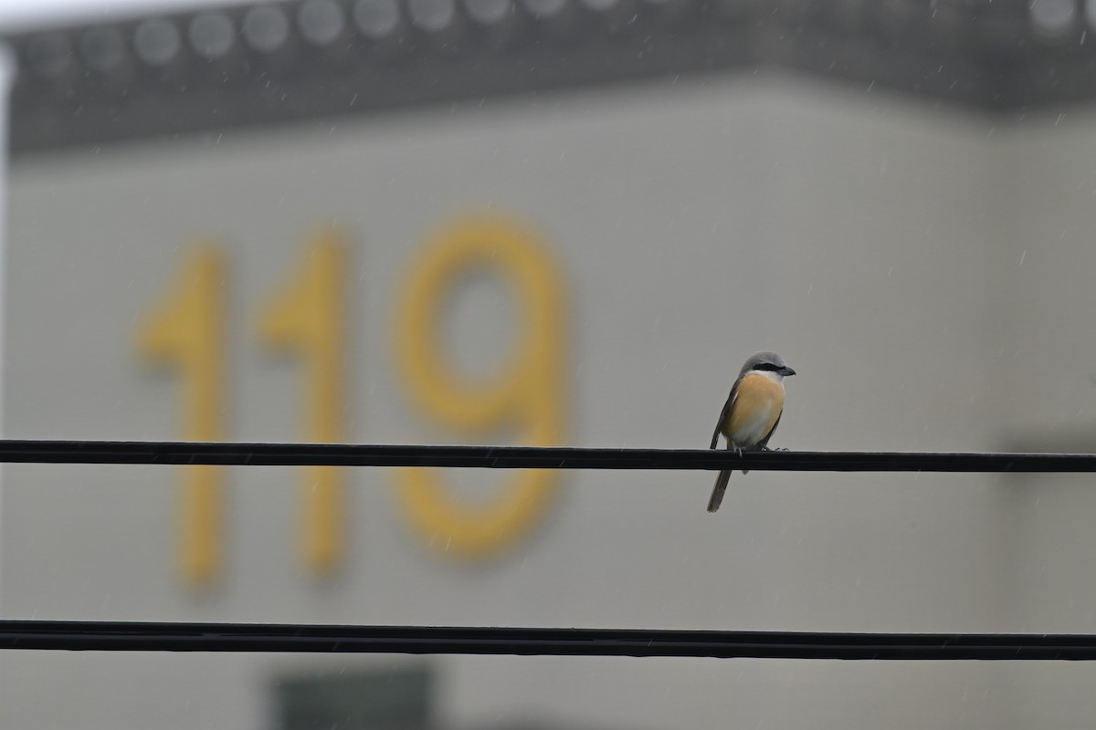 Brown Shrike (Philippine) - Ting-Wei (廷維) HUNG (洪)