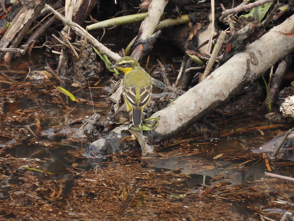 Eastern Yellow Wagtail - 虹樺 陳