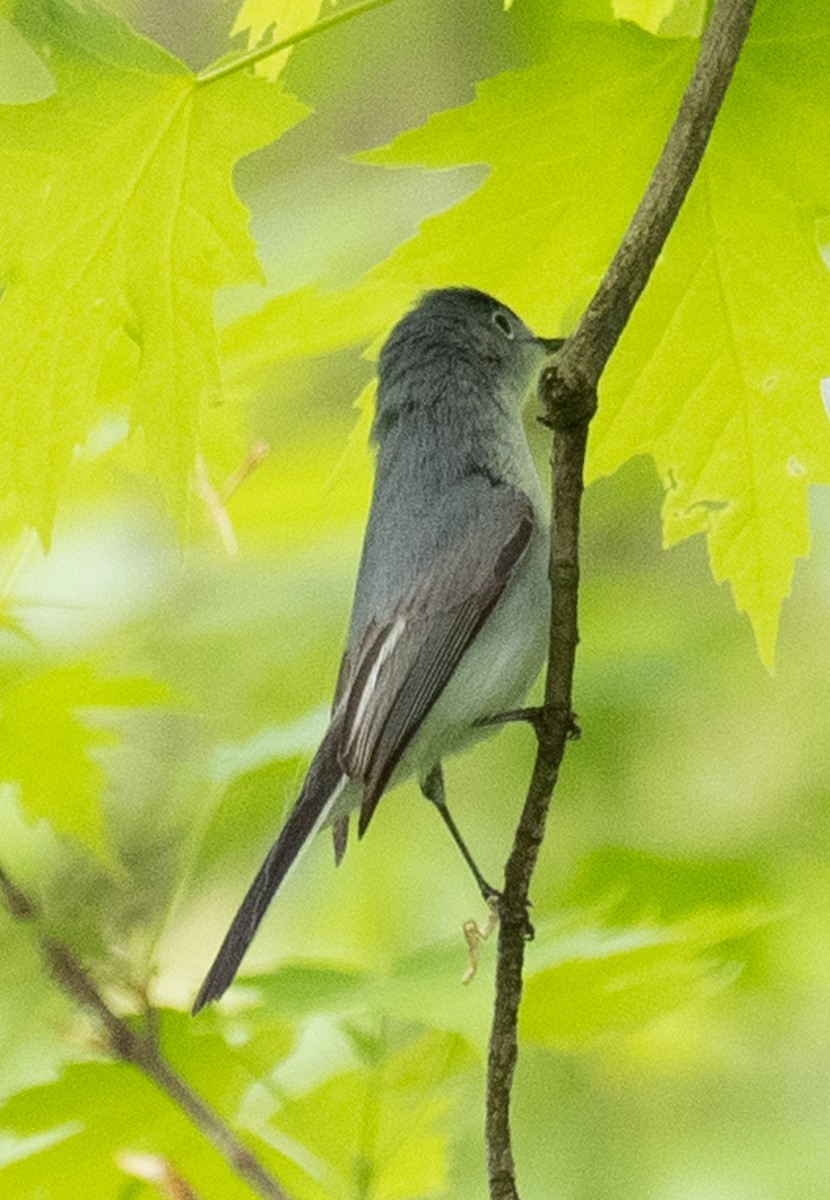 Blue-gray Gnatcatcher - Lynn Chapman