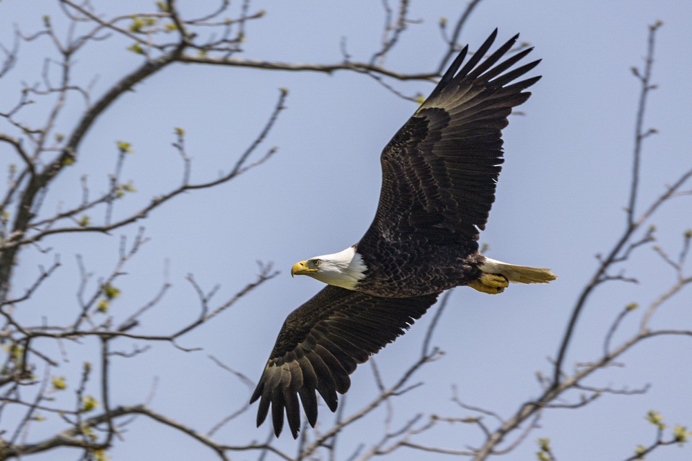 Bald Eagle - Alan Wells