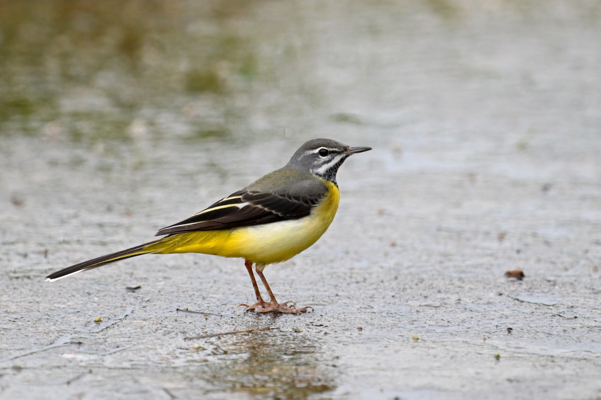 Gray Wagtail - ML618145593