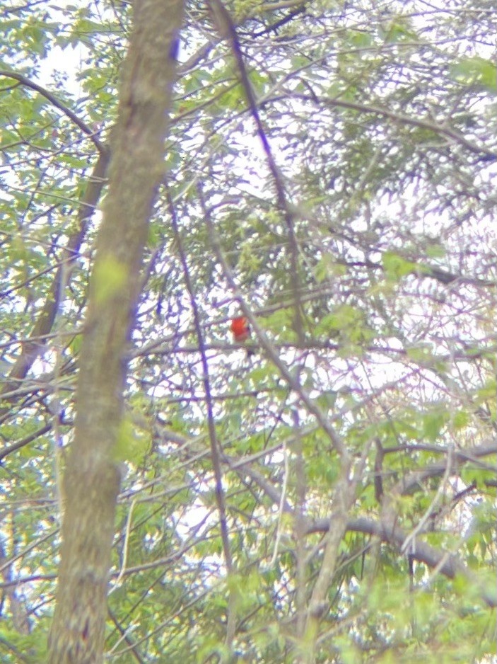 Scarlet Tanager - Kristin Mount